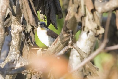 Tiger_Shrike_7458b.jpg