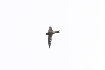 Edible-nest Swiftlet_7829b.jpg