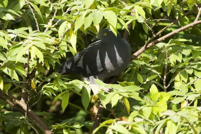 Christmas Island Imperial Pigeon_2019b.jpg