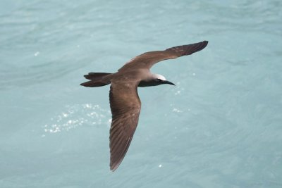 Common Noddy_7509b.jpg