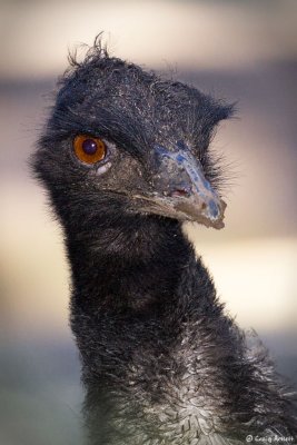 Emu - Taronga Zoo