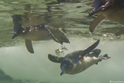 Sydney Aquarium