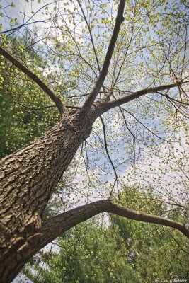 Dogwood Tree - 20th April 2008