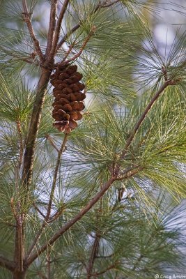 Pine tree in our back yard