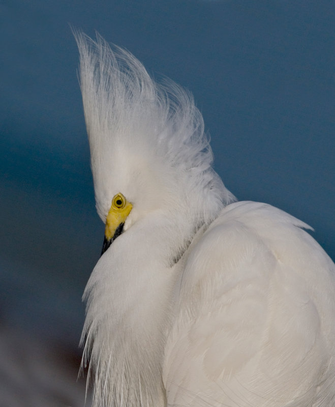 Elvis (Snowy Egret)