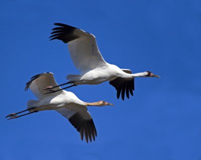 Whooping Cranes Flying