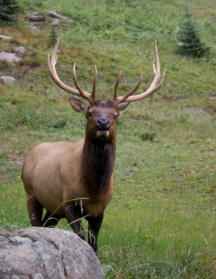 Curious Bull Elk RMNP