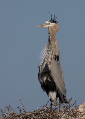 Heron Disgust (Great Blue Heron)