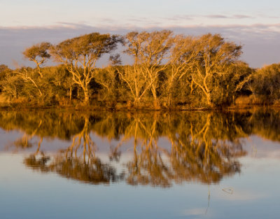 Live Oak Reflection