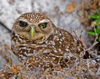 Juvenile Burrowing Owl