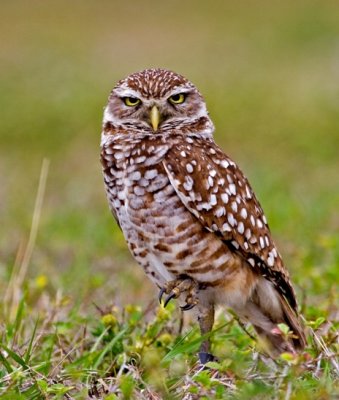 Burrowing Owl with Talon Up