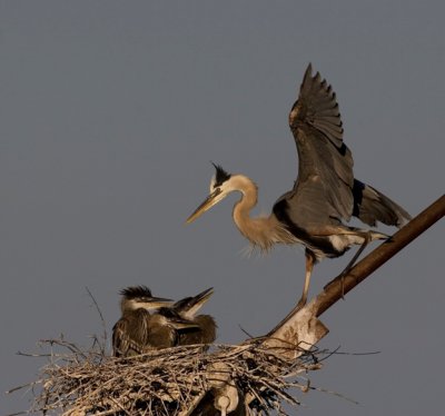 Attentive Mother