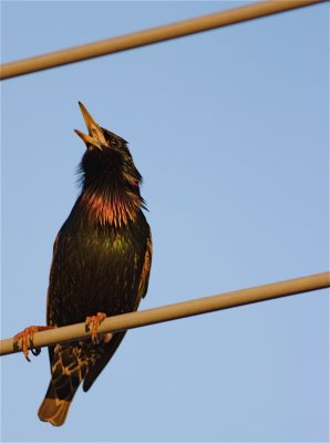 IMG_3586_2.JPG
