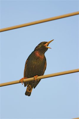 IMG_3592_2.JPG