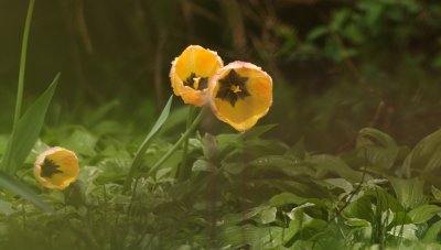 IMG_1666_2_2.jpg