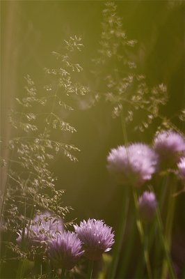 IMG_7358.jpg