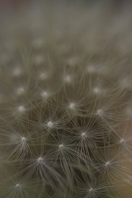 IMG_5230.jpg