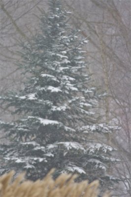 IMG_5294.jpg