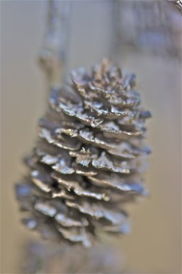 IMG_4938.jpg