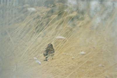 IMG_5490_3.jpg