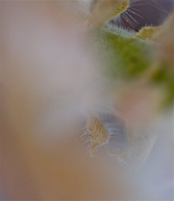 IMG_6310.jpg