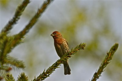 IMG_2462.jpg