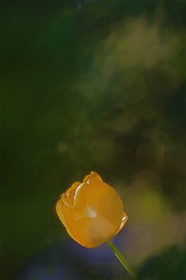IMG_3739.jpg