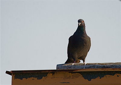 IMG_0894.jpg