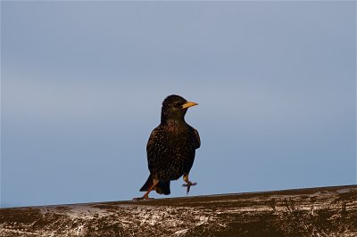 IMG_3673.jpg
