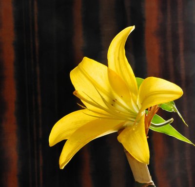Yellow lily
