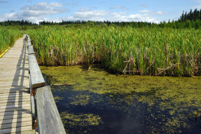 Clear Lake boardwalk and marsh