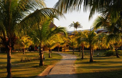 Palms at Sundown