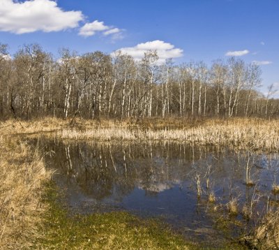 Aspens and Pond