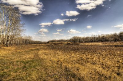 Field of Grass in HDR