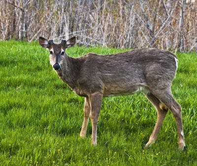Deer
