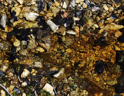 Rock Pool in the Woods