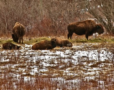 Bison in Minnedosa