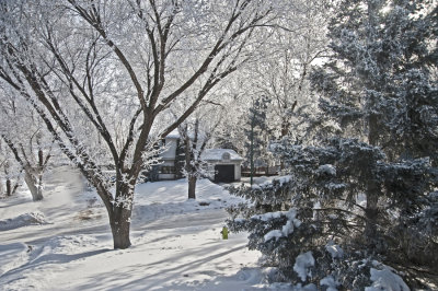 Frosty Trees