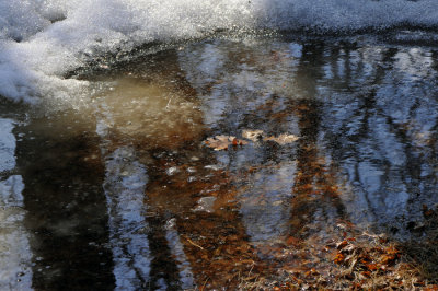 Ice, water, old leaves...