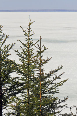 Pines and frozen lake