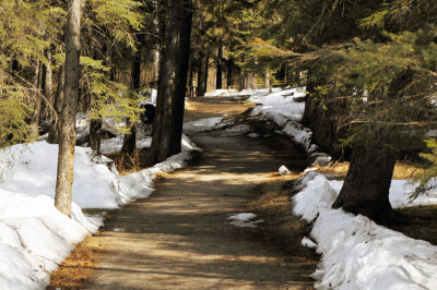 Trail through the woods