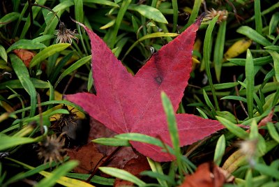 DSC_0303.JPG
