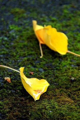 DSC_0321.JPG