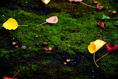 DSC_0325.JPG