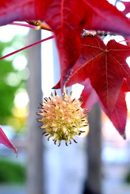 DSC_0009.JPG