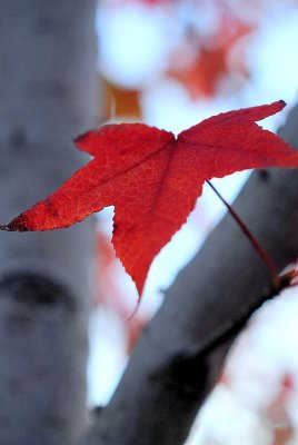 DSC_0057.JPG