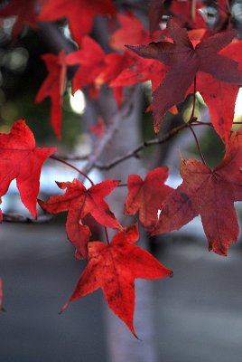 Fall Colors in SF Bay Area 2007