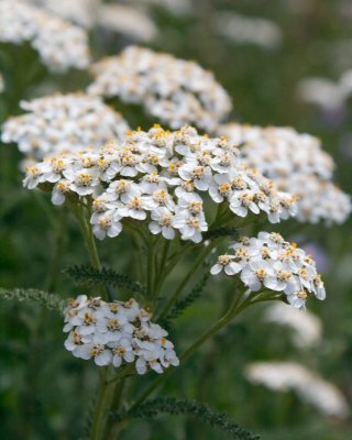 IMG_2420.jpg