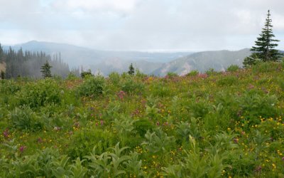 IMG_2428.jpg