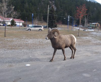 Bighorn sheep, Radium Hot Springs, BC